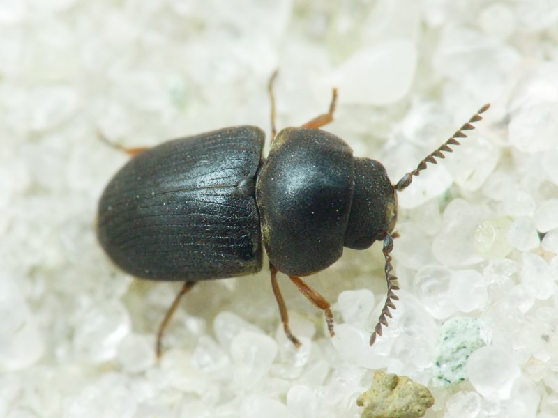 Xyletinus